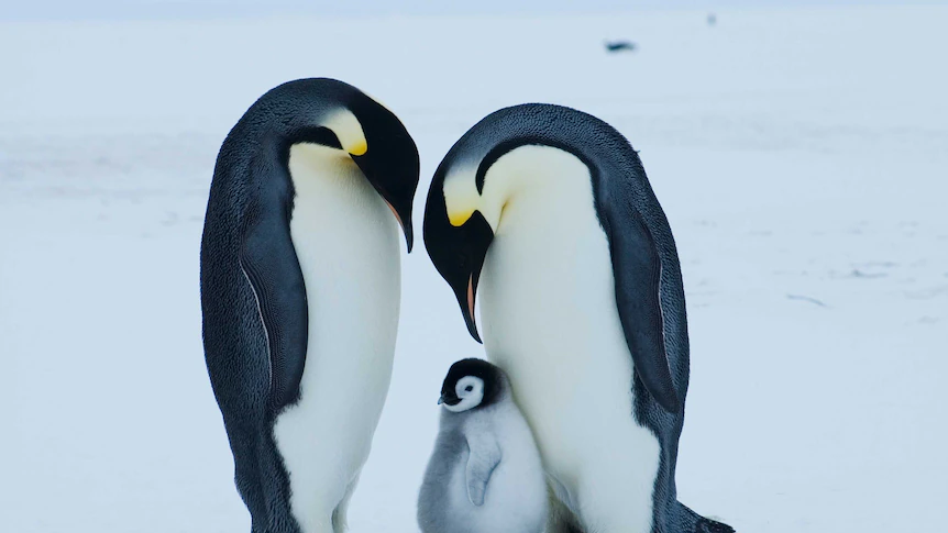 Emperor penguin at severe threat of extinction as a result of climate change