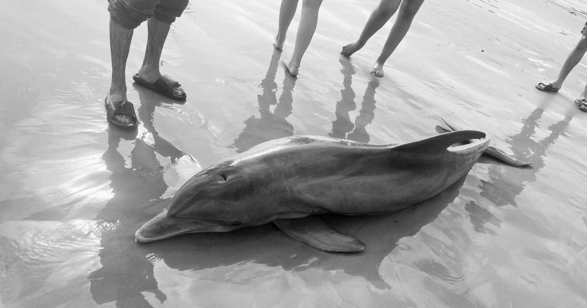 Rewards supplied after dolphin ‘harassed to death’ on Texas seashore, another impaled in Florida