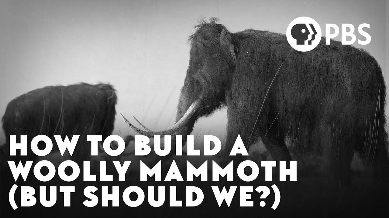 How To Build A Woolly Mammoth (But Should We?)