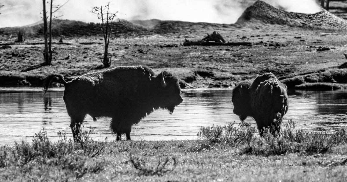 Bison gores Yellowstone visitor, tosses her 10 toes, park officials say